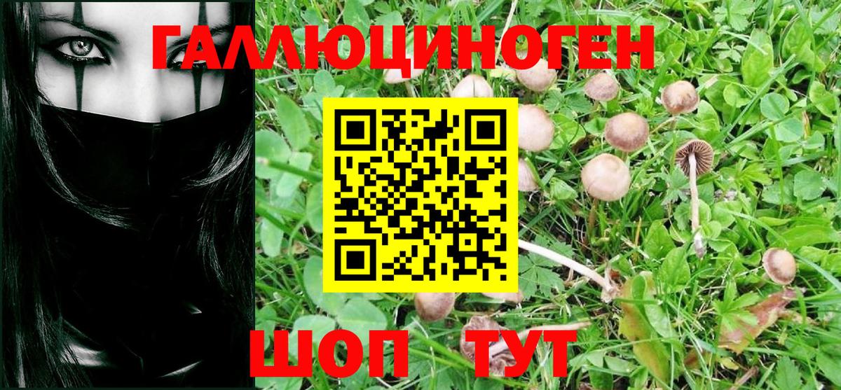 Галлюциногенные грибы MAGIC MUSHROOMS  Вход с VPN  Нарткала 